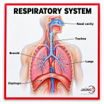 Respiratory Apparatus